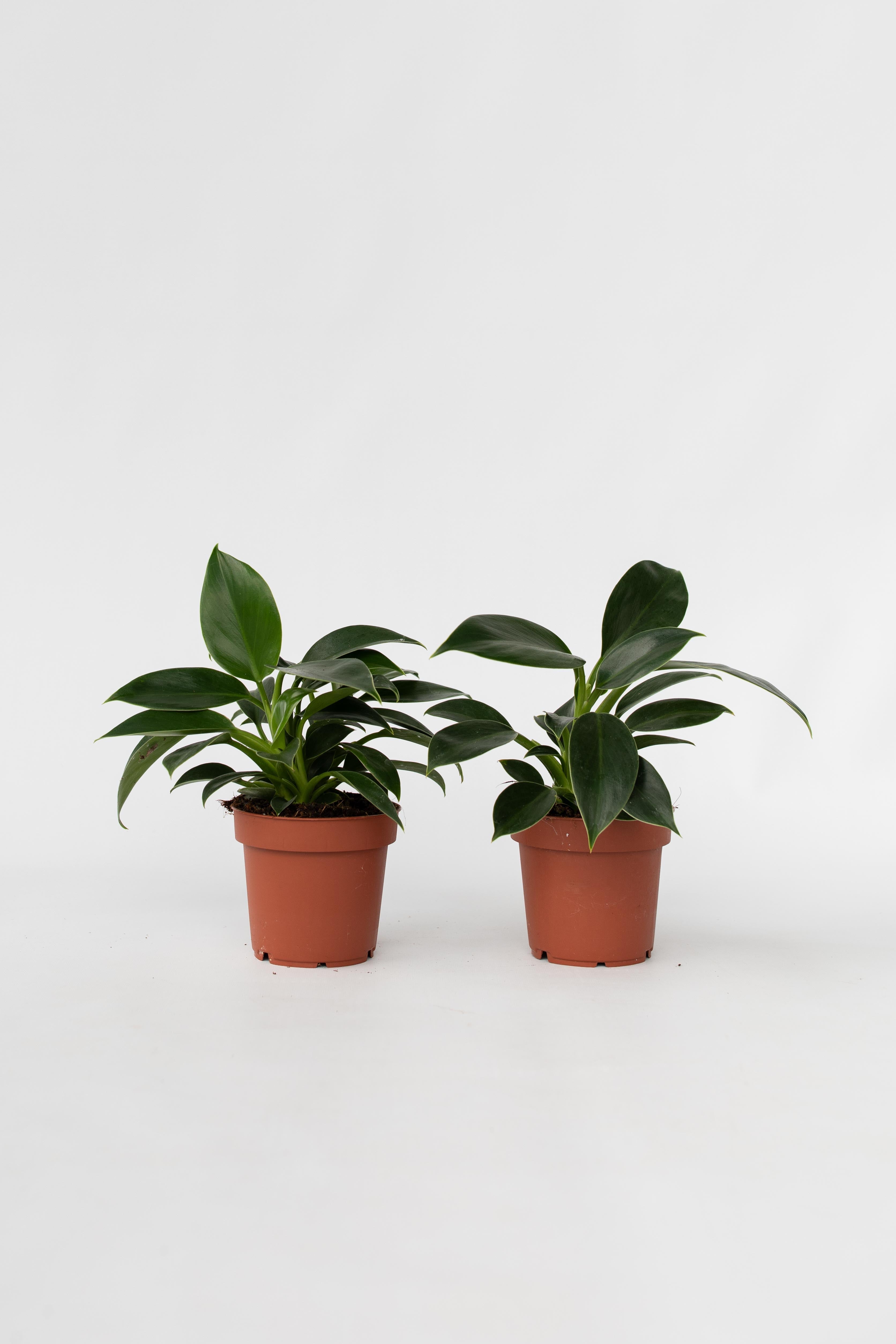Lot De 2 Philodendron Green Princess – Plante D’Intérieur