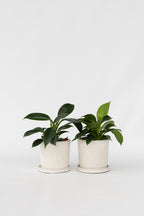 Lot De 2 Philodendron Green Princess – Plante D’Intérieur