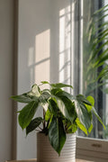 Lot De 2 Philodendron ‘Florida Green’ – Plante D’Intérieur