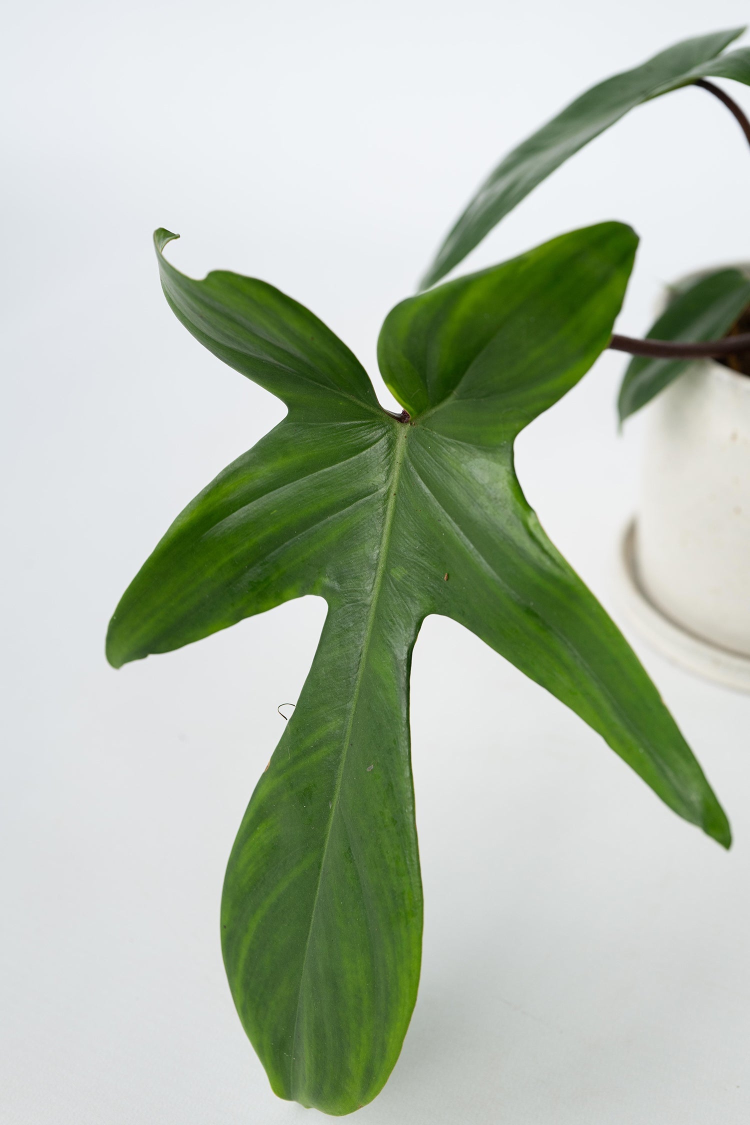 Lot De 2 Philodendron ‘Florida Green’ – Plante D’Intérieur