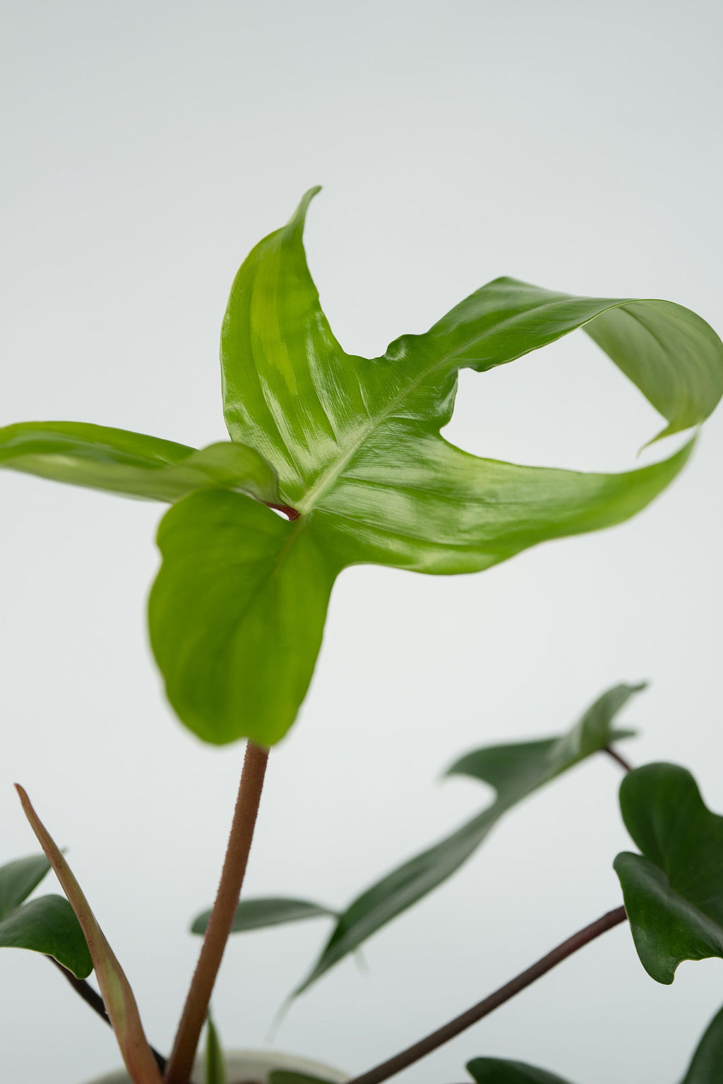 Lot De 2 Philodendron ‘Florida Green’ – Plante D’Intérieur