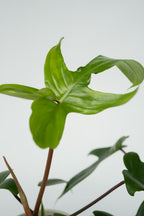 Lot De 2 Philodendron ‘Florida Green’ – Plante D’Intérieur