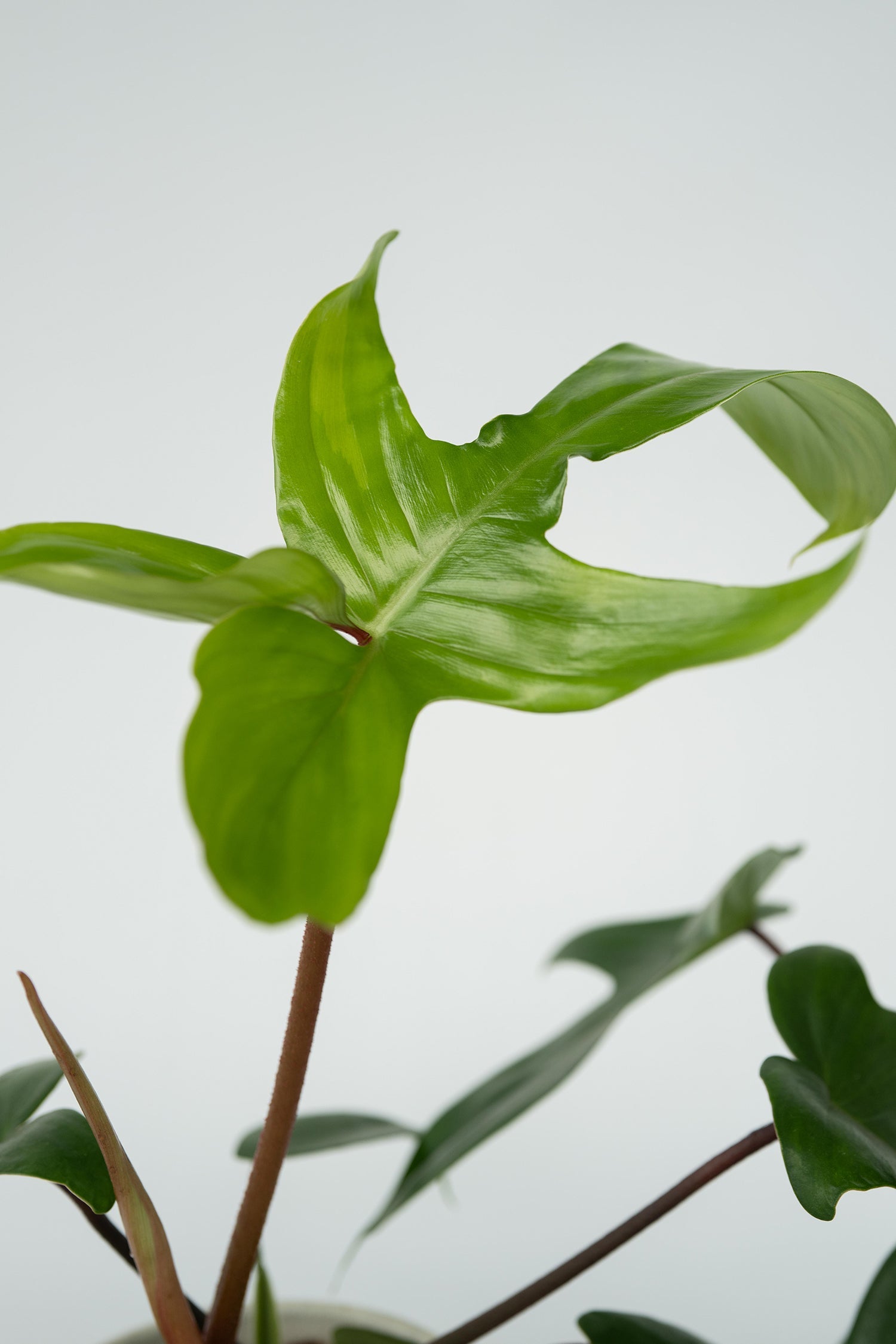 Lot De 2 Philodendron ‘Florida Green’ – Plante D’Intérieur