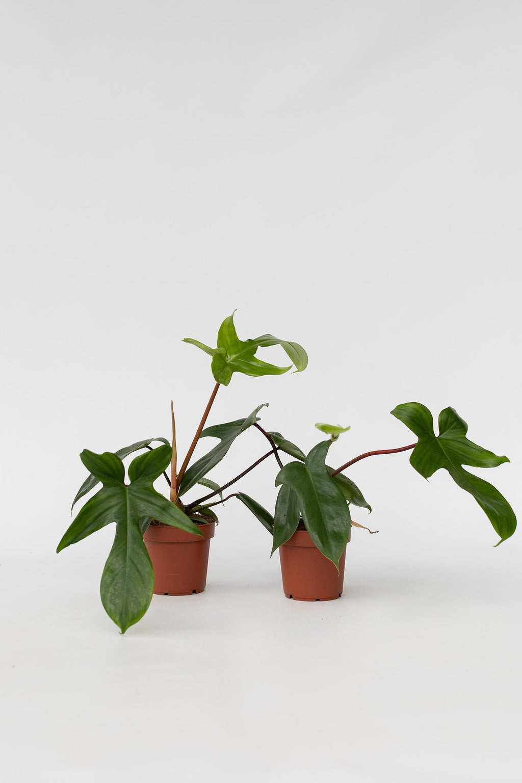 Lot De 2 Philodendron ‘Florida Green’ – Plante D’Intérieur