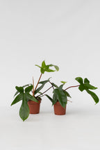 Lot De 2 Philodendron ‘Florida Green’ – Plante D’Intérieur