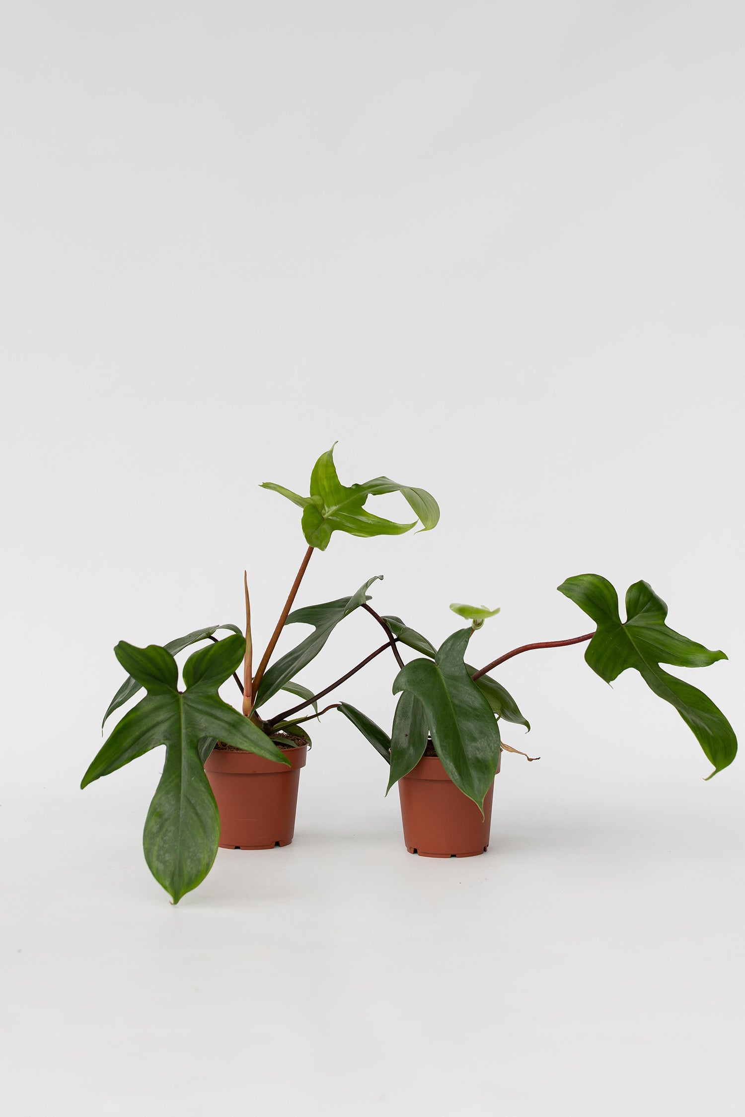 Lot De 2 Philodendron ‘Florida Green’ – Plante D’Intérieur