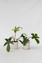 Lot De 2 Philodendron ‘Florida Green’ – Plante D’Intérieur