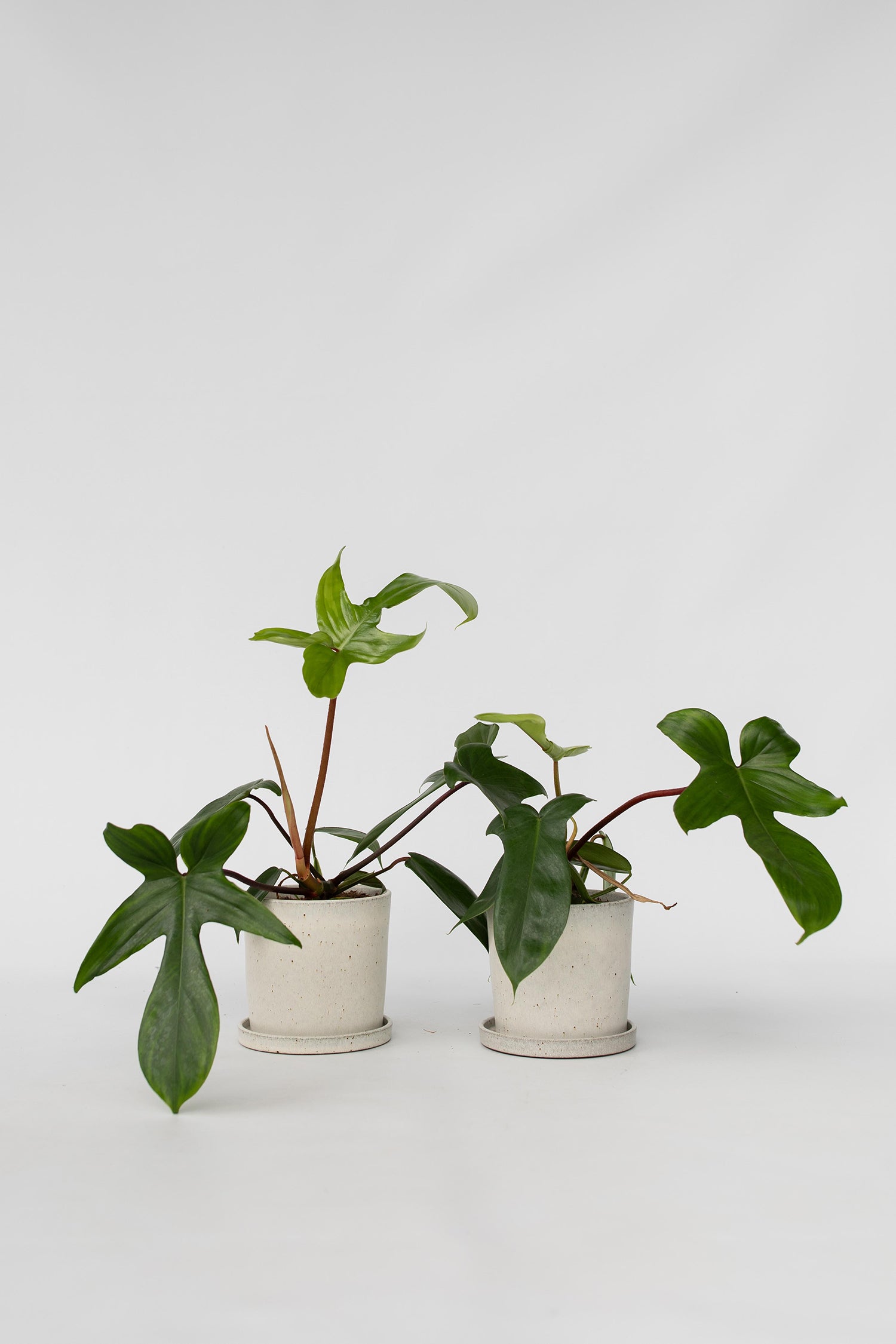 Lot De 2 Philodendron ‘Florida Green’ – Plante D’Intérieur