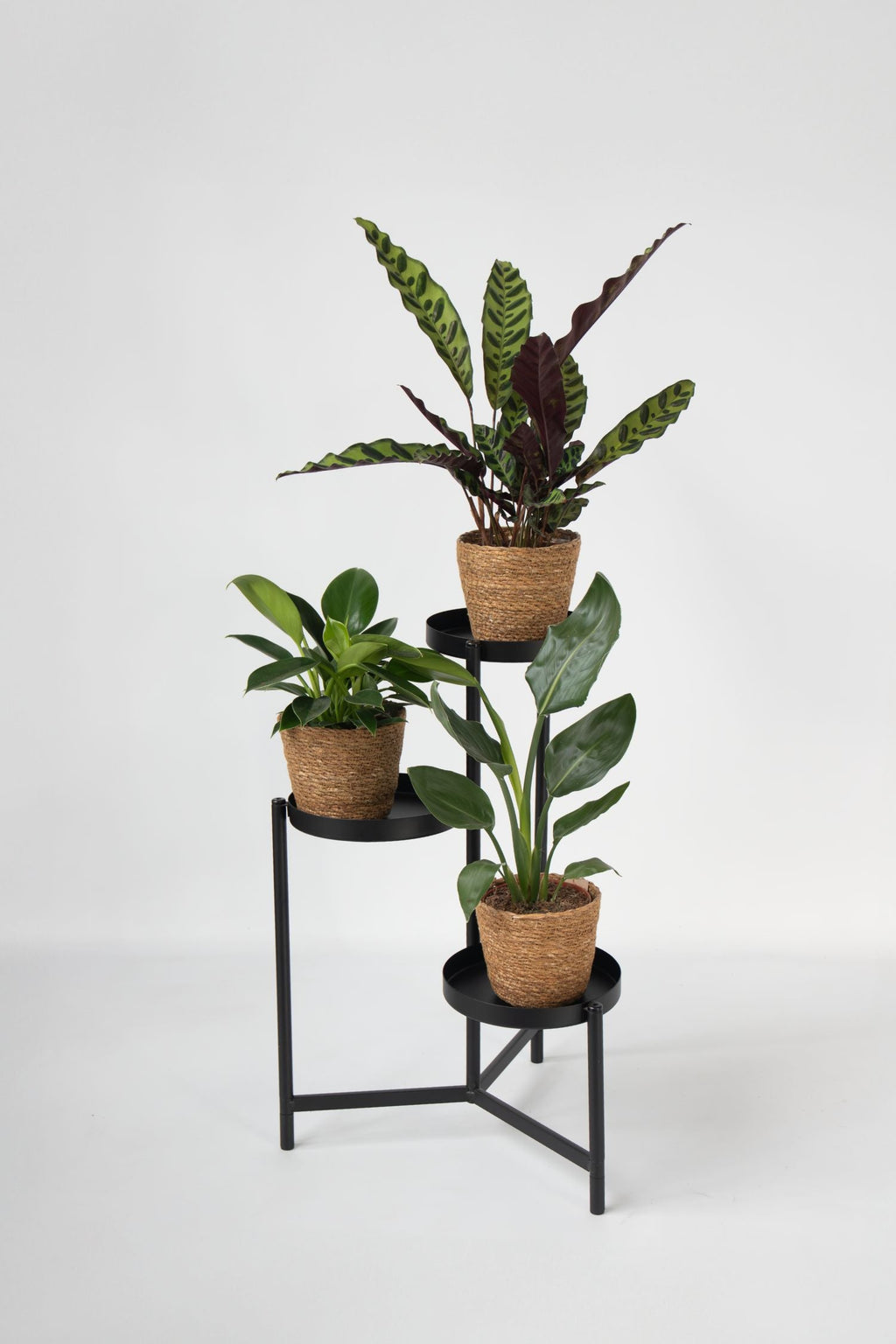 Mélange De 3 Plantes Vertes D’Intérieur Avec Paniers Décoratifs – Plante D’Intérieur