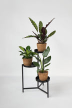 Mélange De 3 Plantes Vertes D’Intérieur Avec Paniers Décoratifs – Plante D’Intérieur