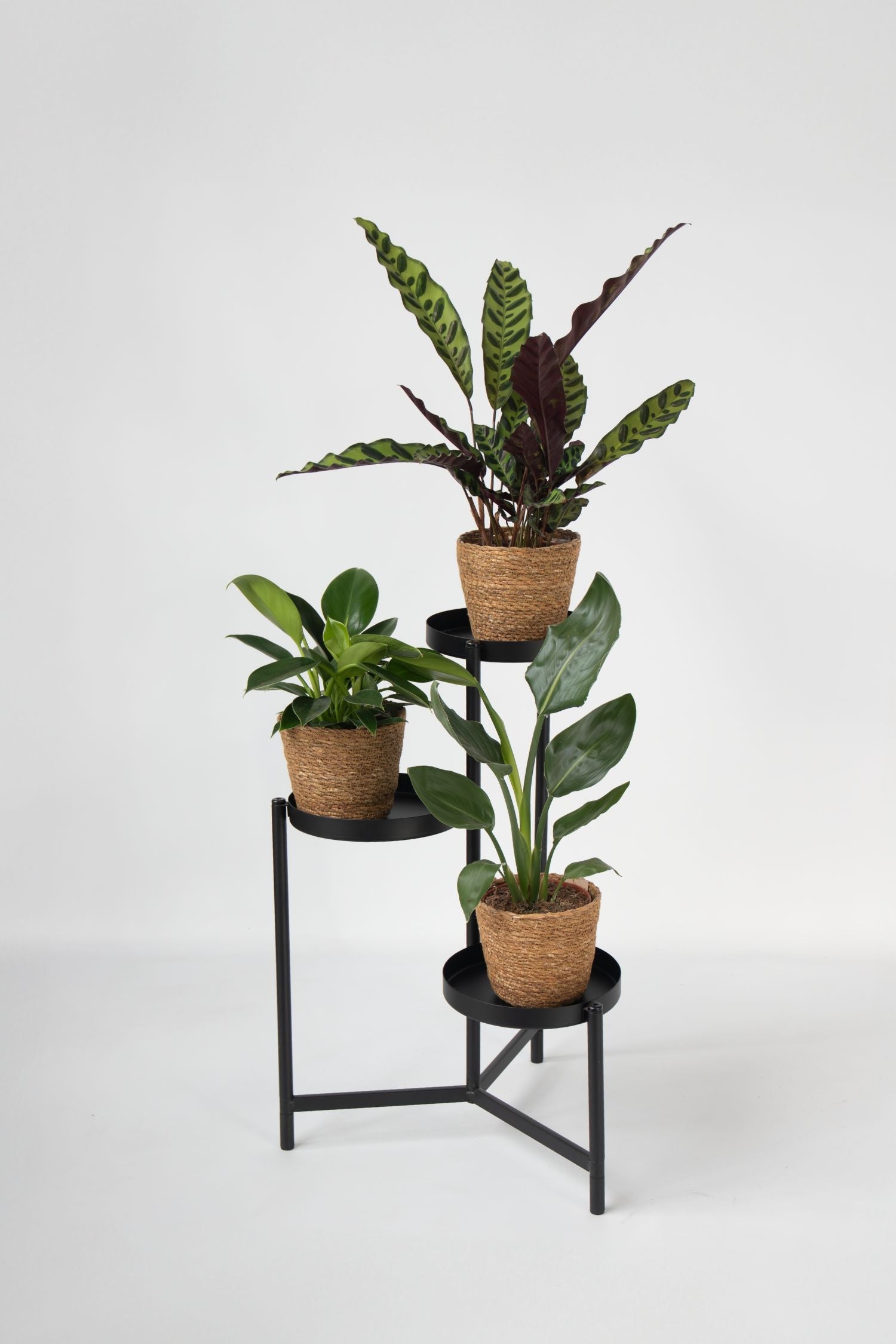 Mélange De 3 Plantes Vertes D’Intérieur Avec Paniers Décoratifs – Plante D’Intérieur