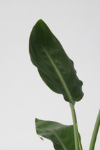 Mélange De 3 Plantes Vertes D’Intérieur Avec Paniers Décoratifs – Plante D’Intérieur