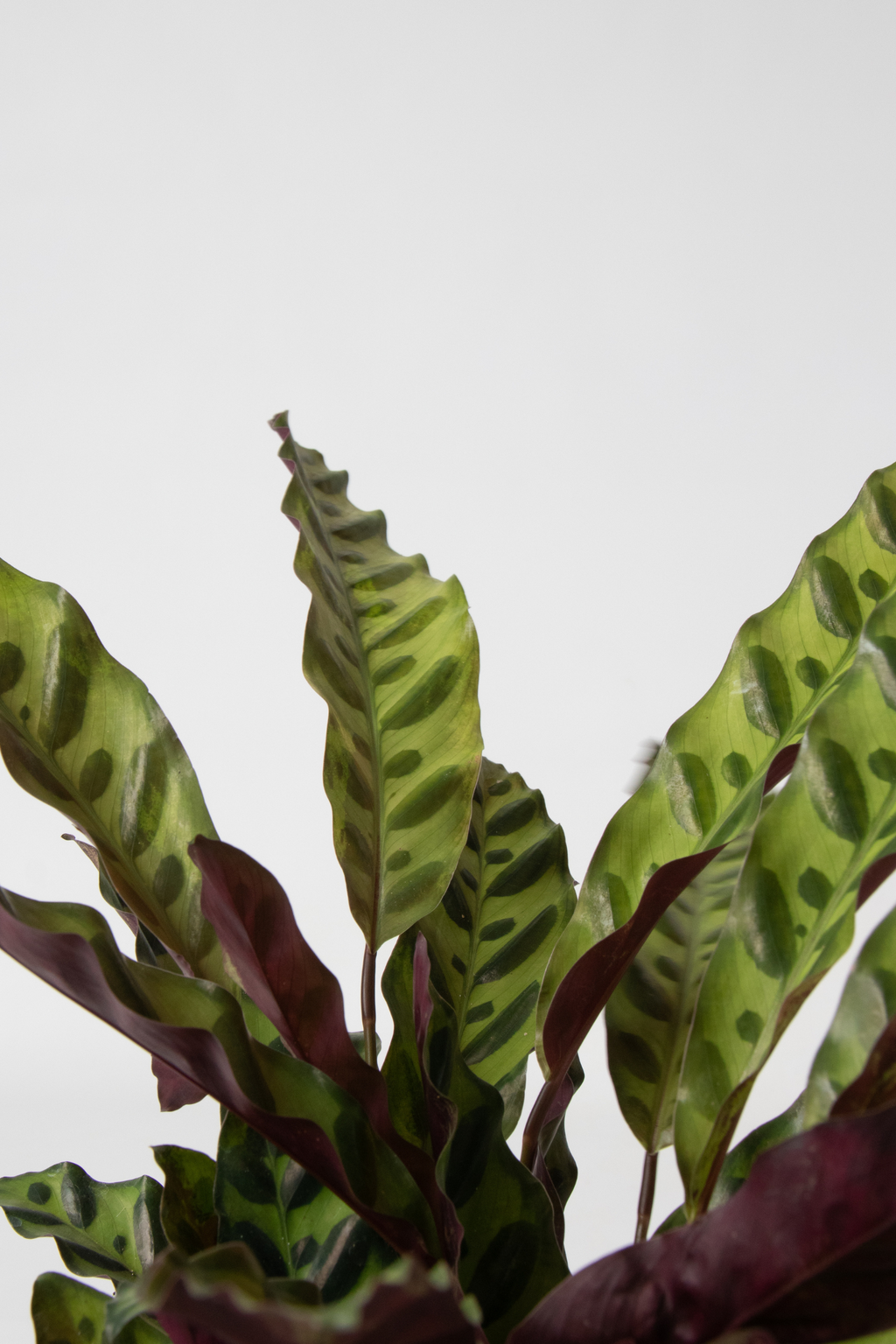 Mélange De 3 Plantes Vertes D’Intérieur Avec Paniers Décoratifs – Plante D’Intérieur