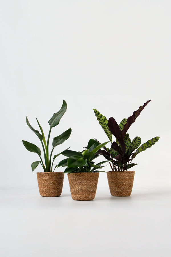 Mélange De 3 Plantes Vertes D’Intérieur Avec Paniers Décoratifs – Plante D’Intérieur