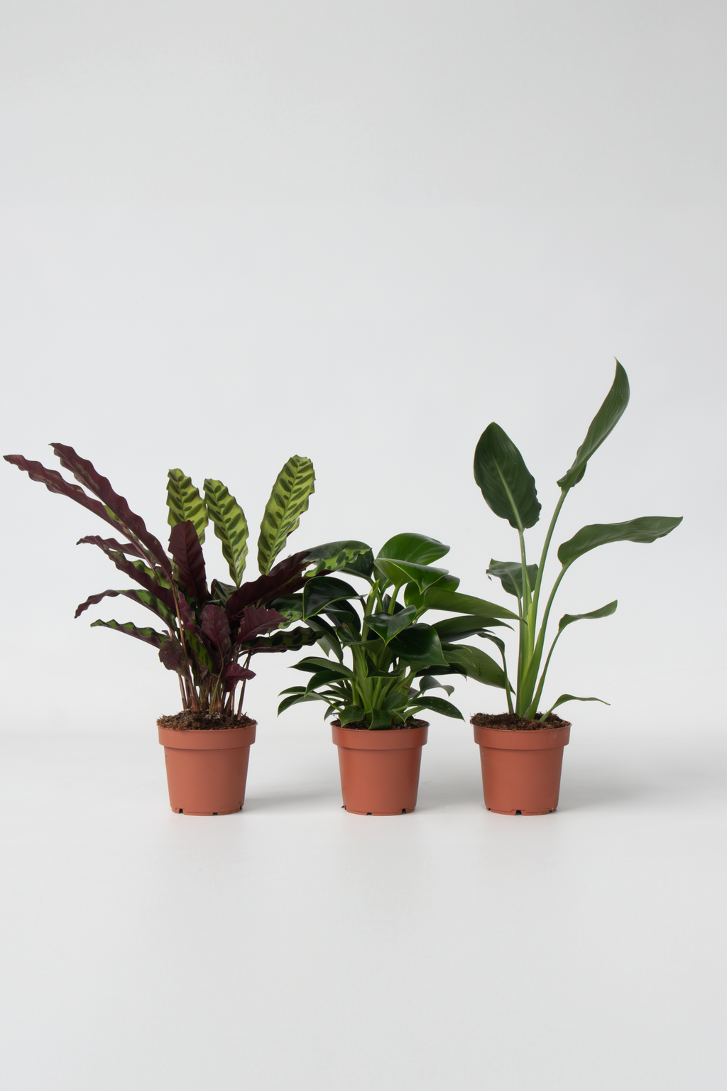 Mélange De 3 Plantes Vertes D’Intérieur – Plante D’Intérieur