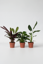 Mélange De 3 Plantes Vertes D’Intérieur – Plante D’Intérieur