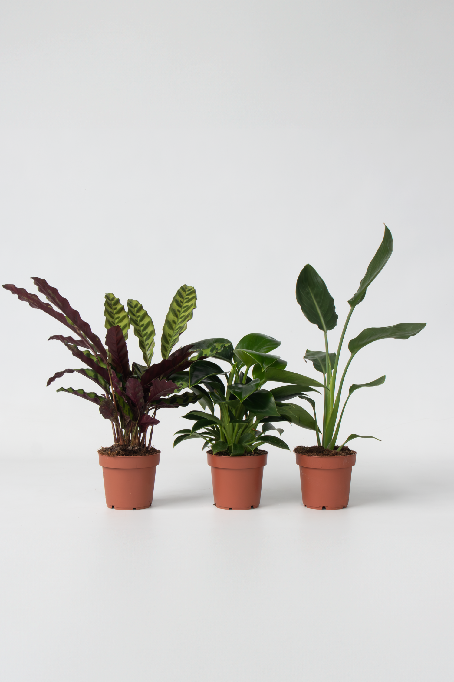 Mélange De 3 Plantes Vertes D’Intérieur – Plante D’Intérieur