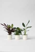 Mélange De 3 Plantes Vertes D’Intérieur – Plante D’Intérieur