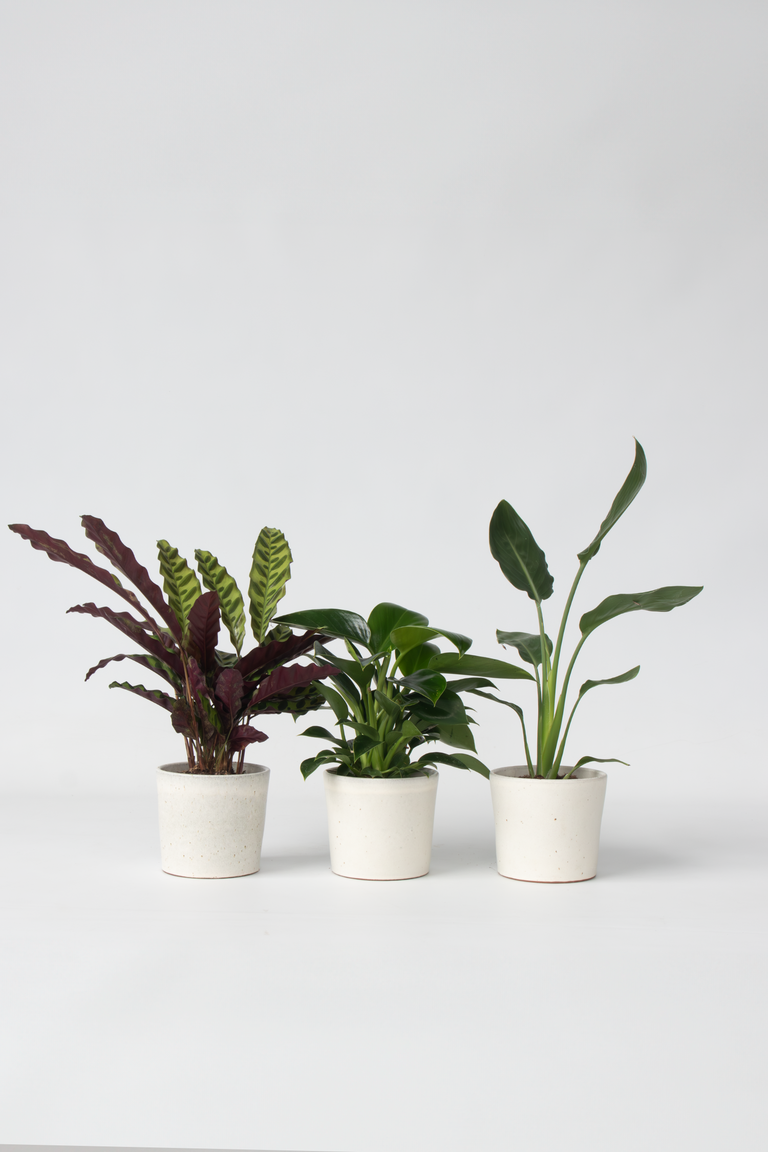 Mélange De 3 Plantes Vertes D’Intérieur – Plante D’Intérieur