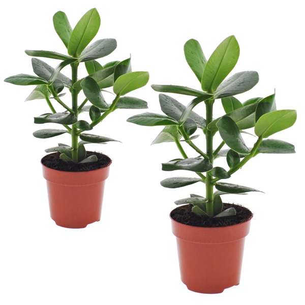 Lot 2 Clusia Rosea Princesse - Plantes D'Intérieur