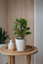 Lot De 2 Clusia Rosea Princess – Plante D’Intérieur
