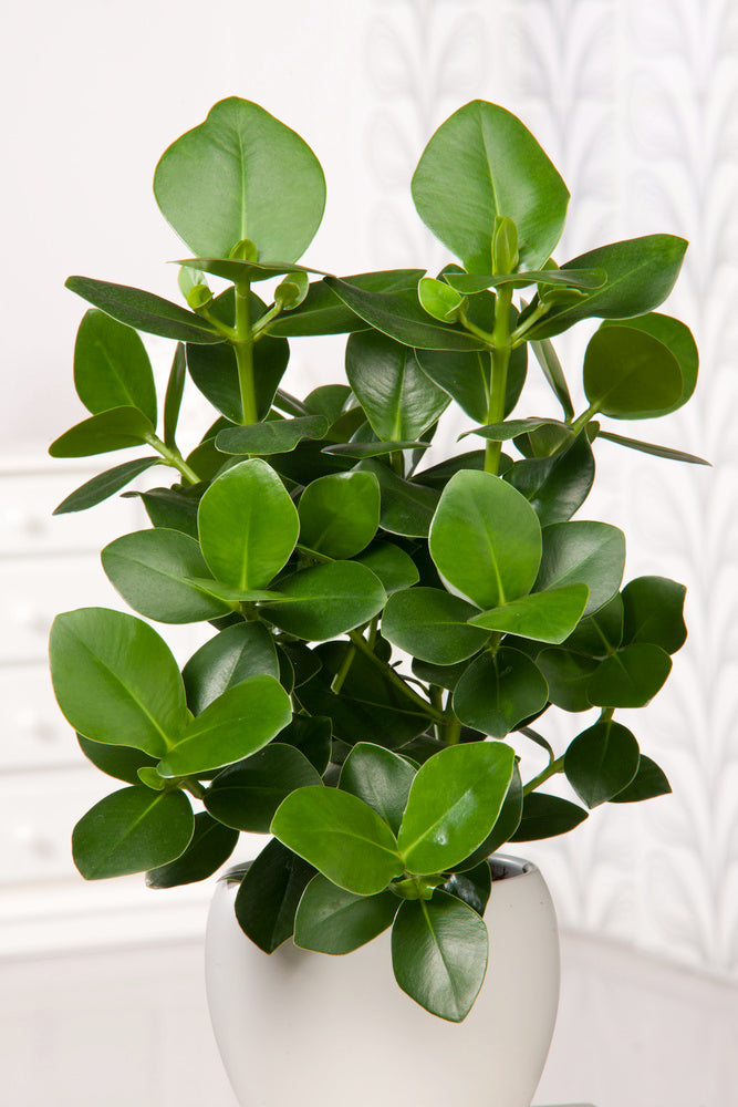Lot 2 Clusia Rosea Princesse - Plantes D'Intérieur