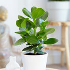 Lot 2 Clusia Rosea Princesse - Plantes D'Intérieur