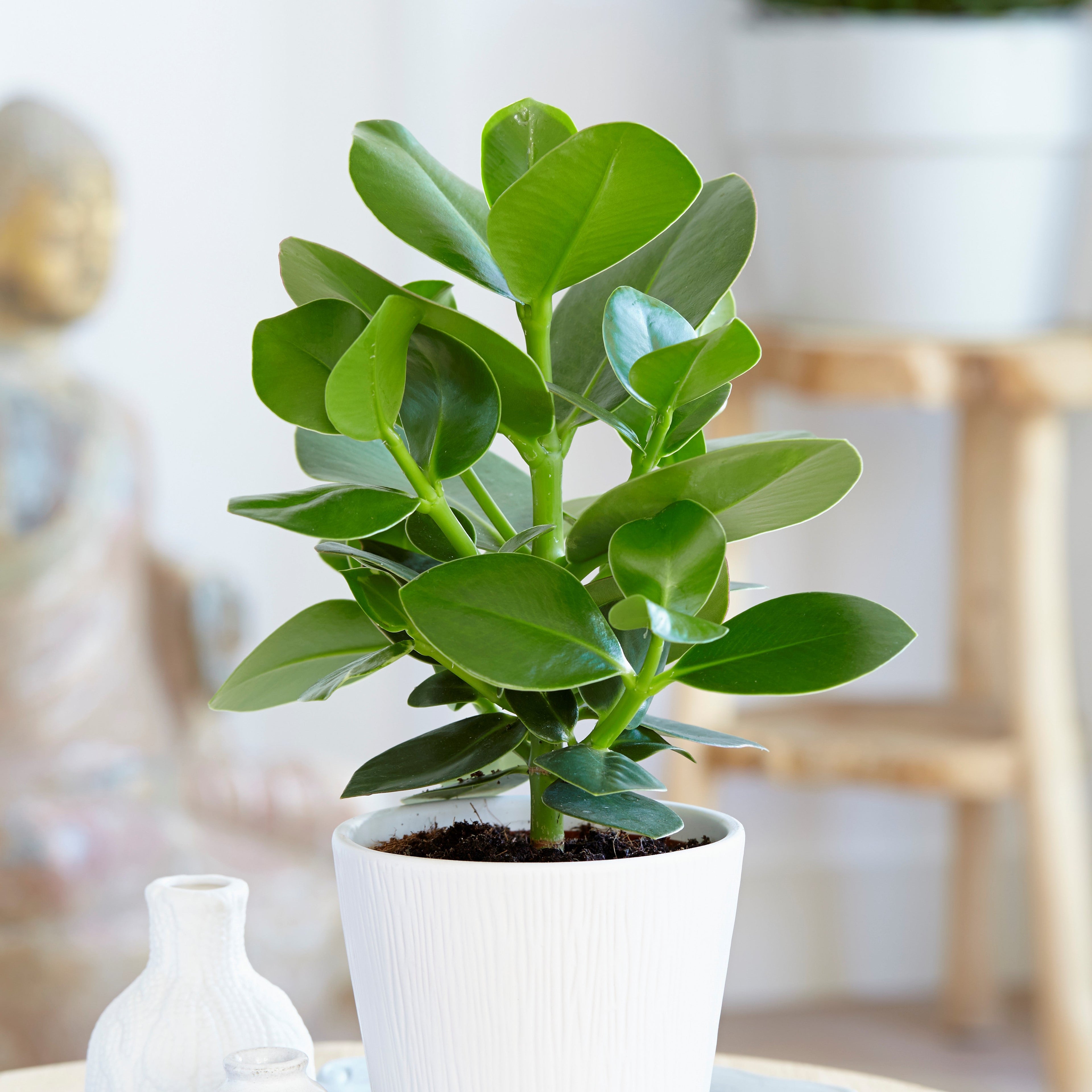 Lot 2 Clusia Rosea Princesse - Plantes D'Intérieur