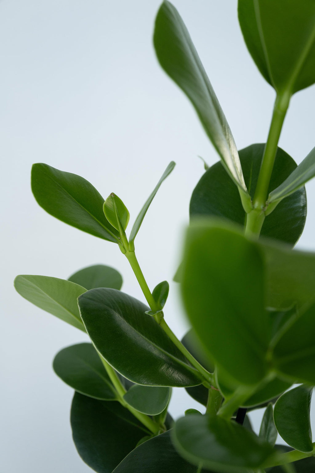 Lot De 2 Clusia Rosea Princess – Plante D’Intérieur