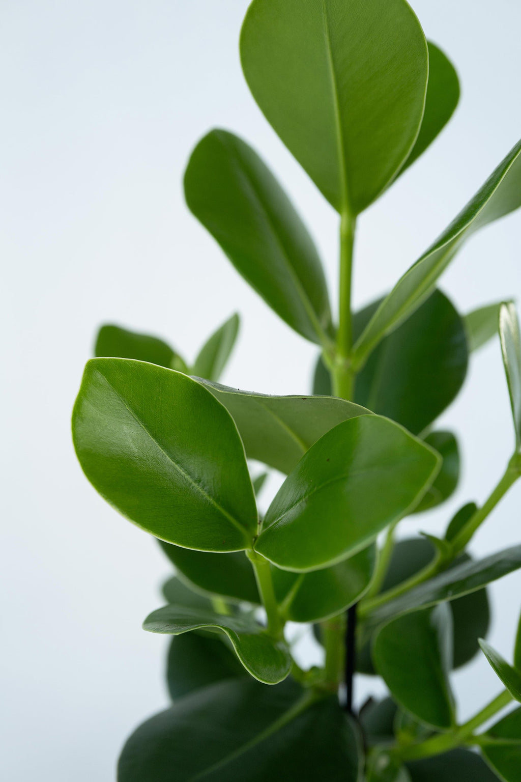 Lot De 2 Clusia Rosea Princess – Plante D’Intérieur
