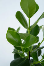 Lot De 2 Clusia Rosea Princess – Plante D’Intérieur