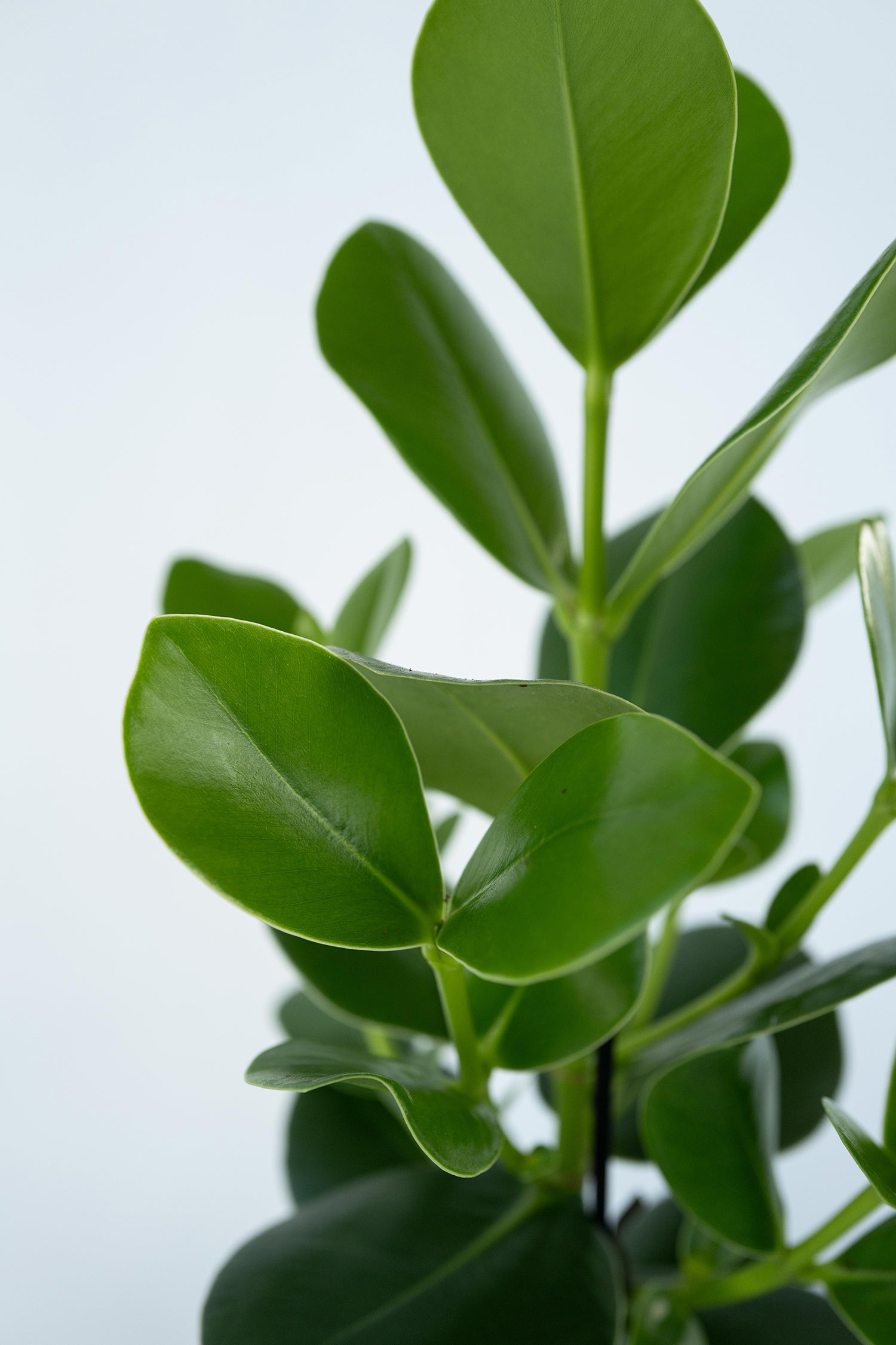 Lot De 2 Clusia Rosea Princess – Plante D’Intérieur
