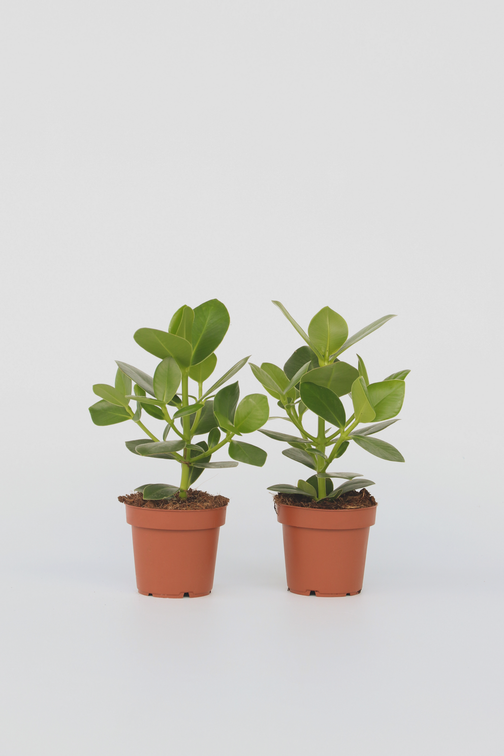 Lot De 2 Clusia Rosea Princess – Plante D’Intérieur