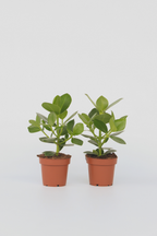 Lot De 2 Clusia Rosea Princess – Plante D’Intérieur