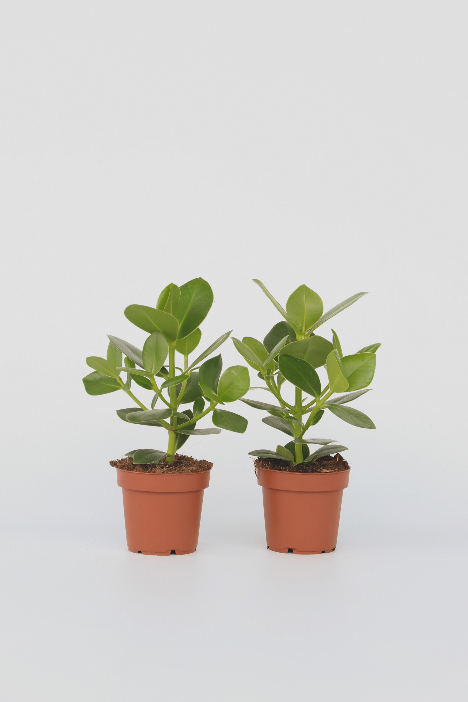 Lot De 2 Clusia Rosea Princess – Plante D’Intérieur