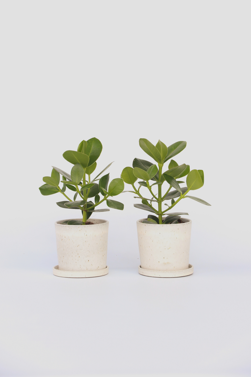 Lot De 2 Clusia Rosea Princess – Plante D’Intérieur