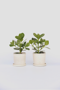 Lot De 2 Clusia Rosea Princess – Plante D’Intérieur