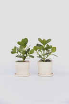 Lot De 2 Clusia Rosea Princess – Plante D’Intérieur