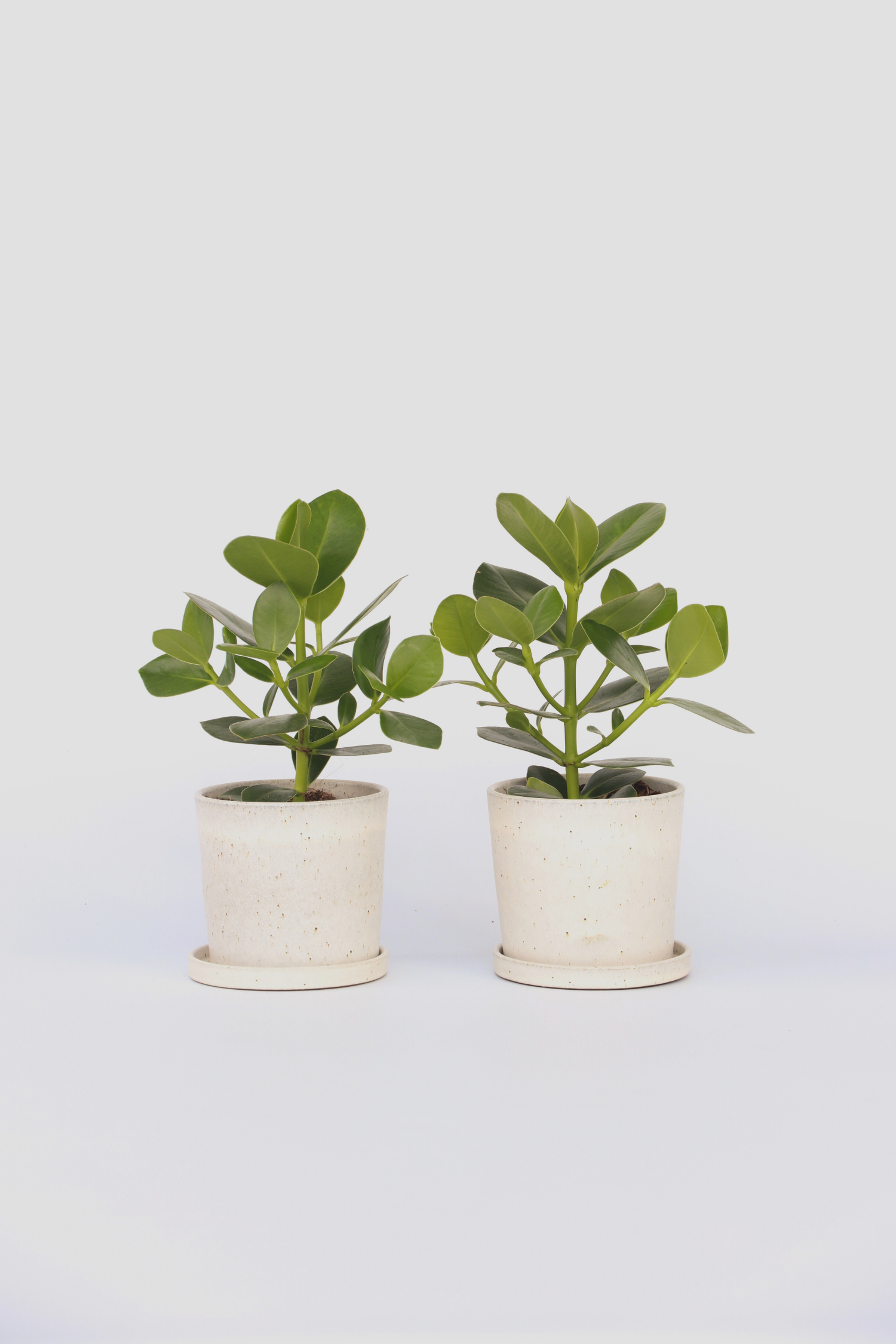 Lot De 2 Clusia Rosea Princess – Plante D’Intérieur