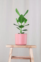 Clusia Rosea Princess Xl – Plante D’Intérieur