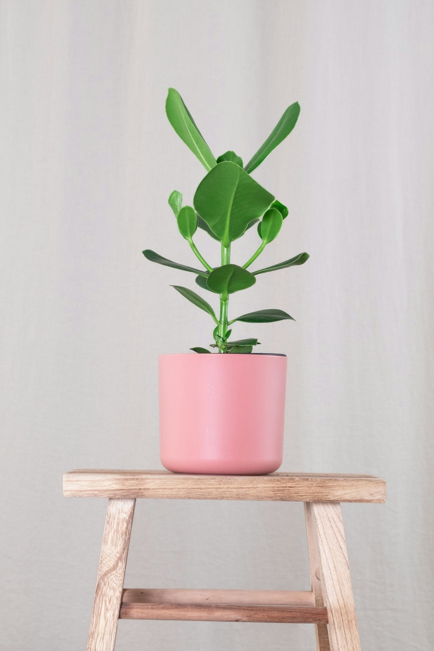 Clusia Rosea Princess Xl – Plante D’Intérieur
