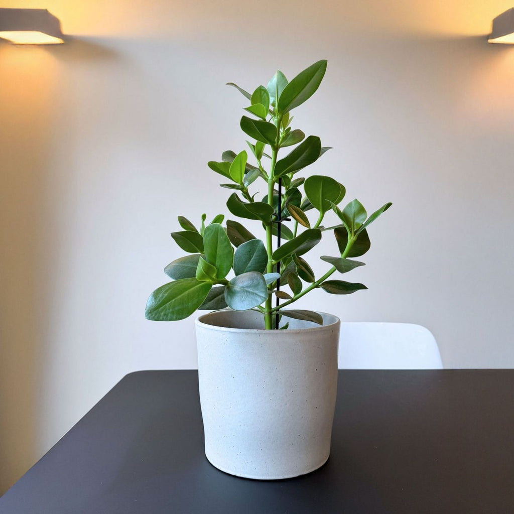 Clusia Rosea Princess – Plante D'Intérieur