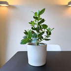 Clusia Rosea Princess – Plante D'Intérieur