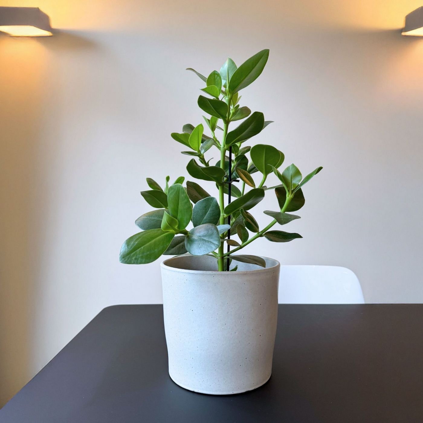 Clusia Rosea Princess – Plante D'Intérieur
