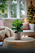 Clusia Rosea Princess Xl – Plante D’Intérieur
