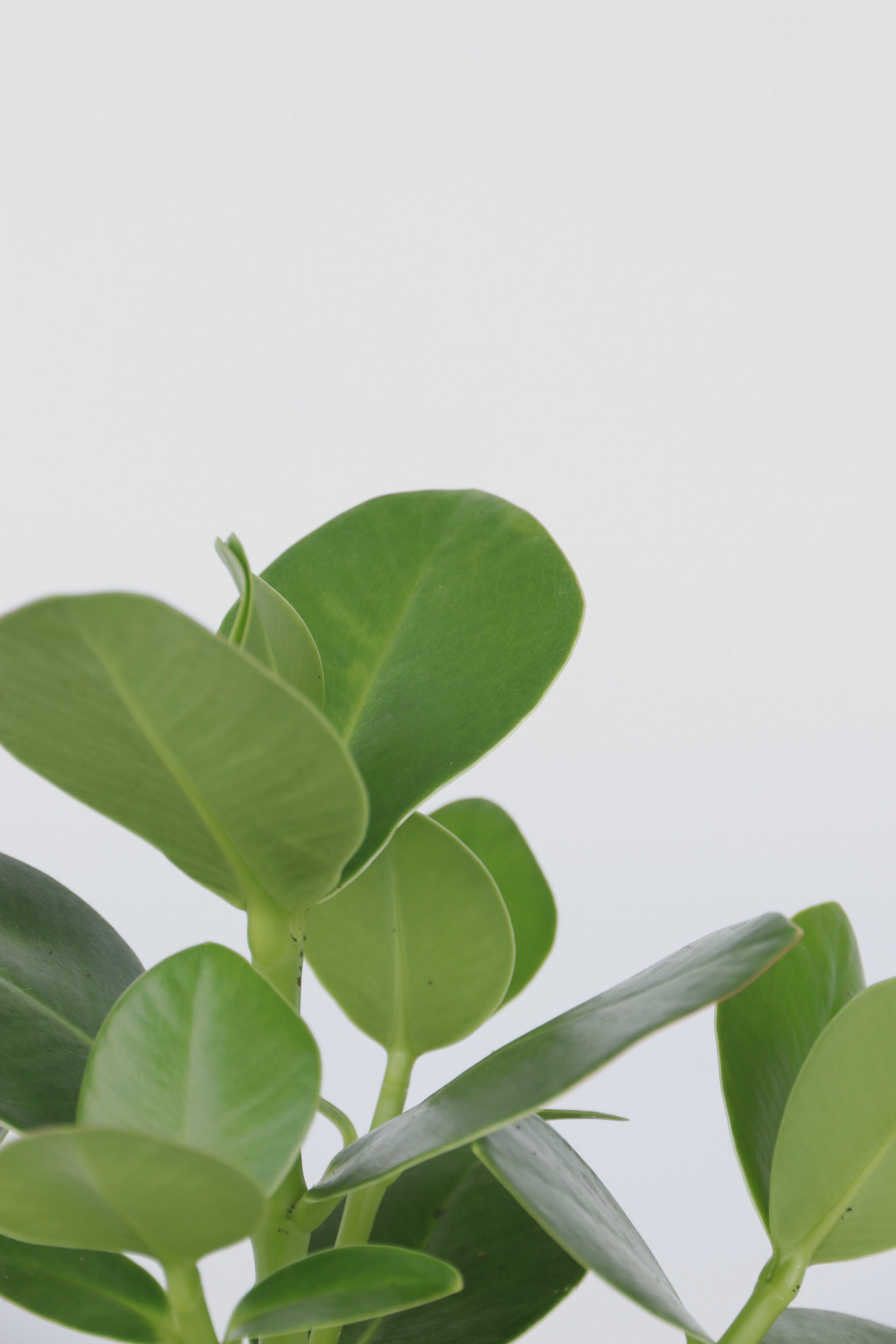 Clusia Rosea Princess Xl – Plante D’Intérieur