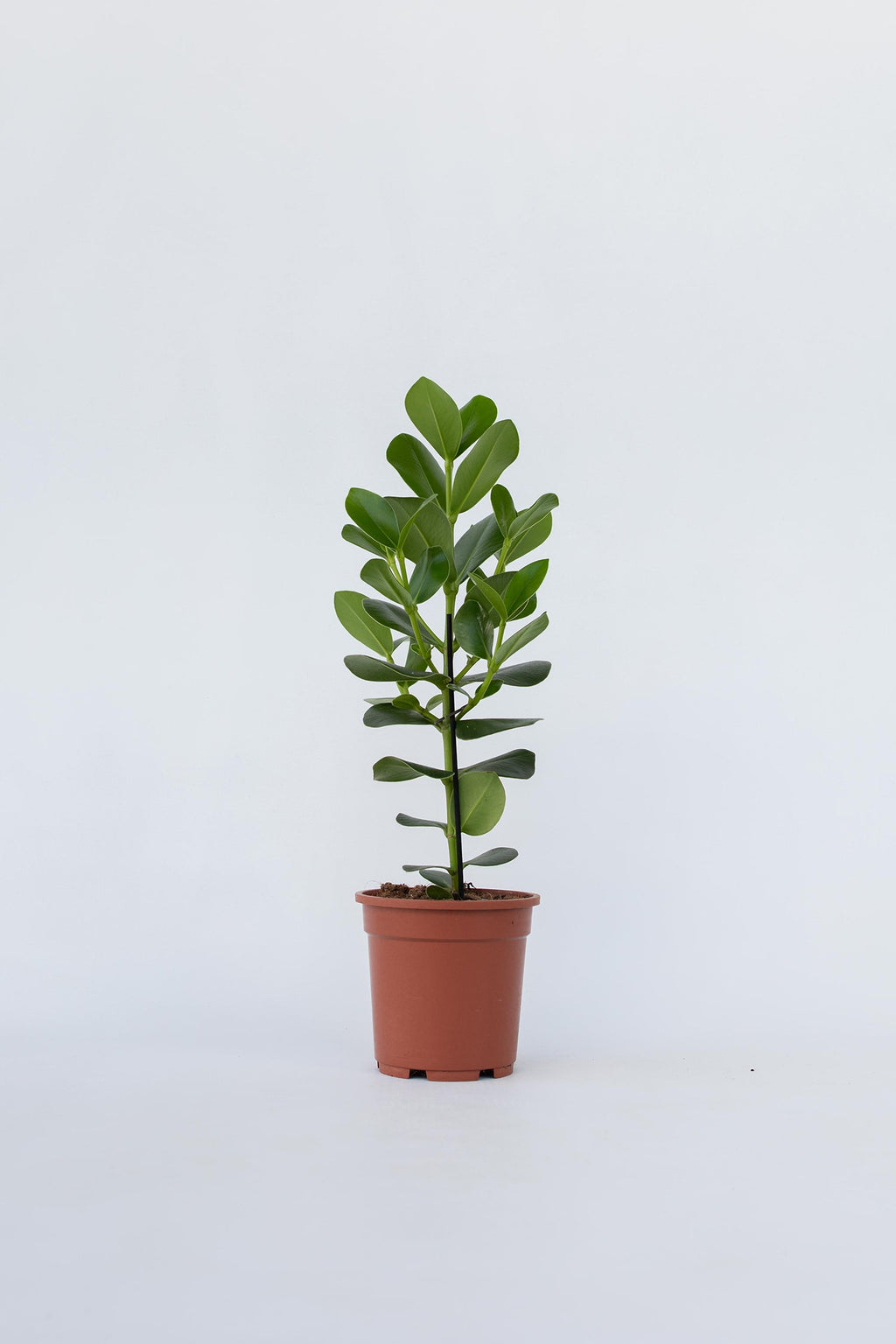 Clusia Rosea Princess Xl – Plante D’Intérieur