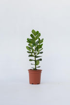 Clusia Rosea Princess Xl – Plante D’Intérieur