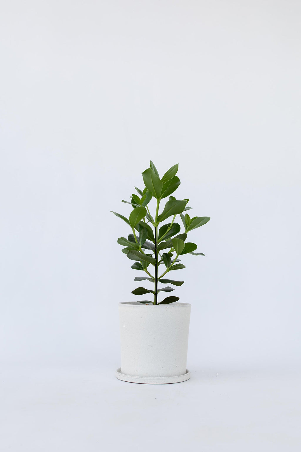 Clusia Rosea Princess Xl – Plante D’Intérieur