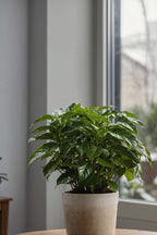Lot De 2 Caféier 'Coffea Arabica' – Plante D’Intérieur